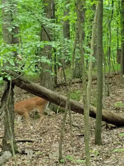 West Bloomfield Woods Nature Preserve - West Bloomfield Township,