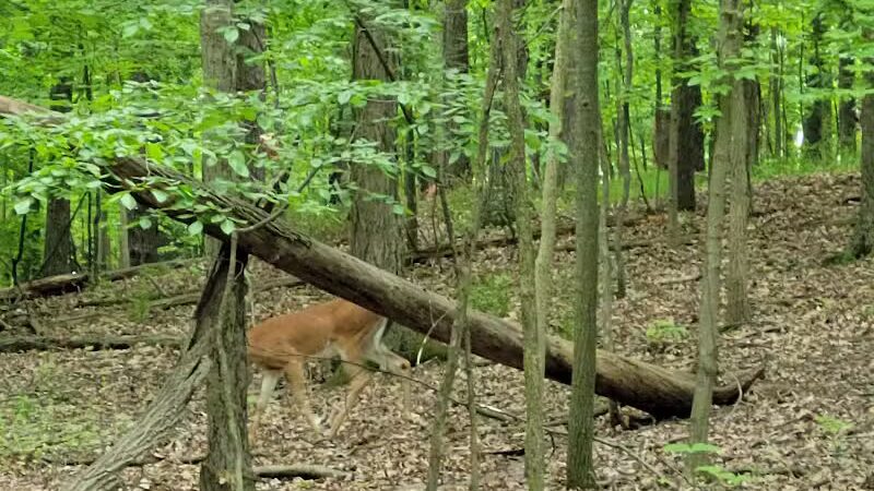 West Bloomfield Woods Nature Preserve - West Bloomfield Township,