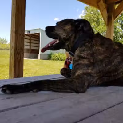 Dog Park - West Branch,