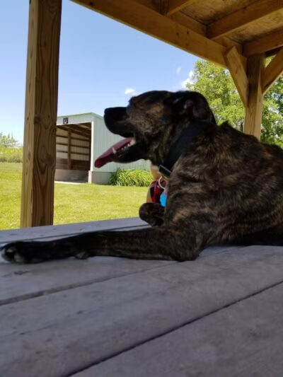 Dog Park - West Branch,