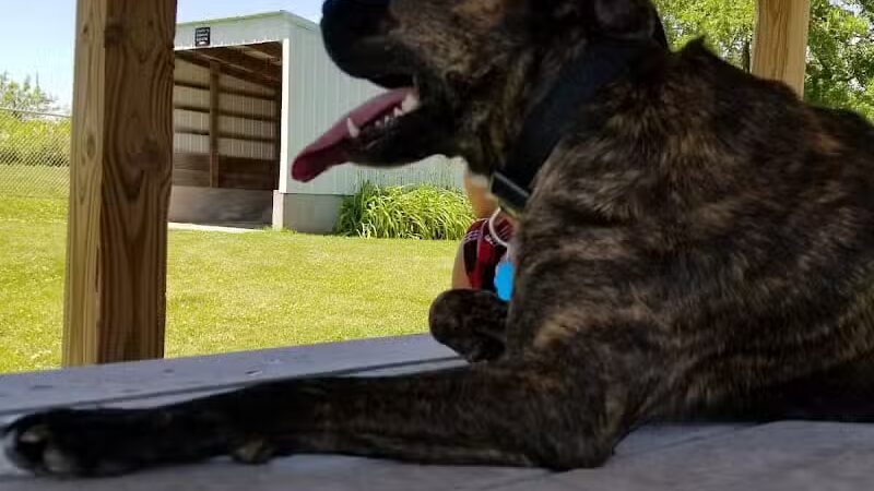 Dog Park - West Branch,