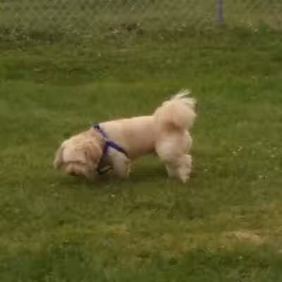 Dog Park - West Branch,