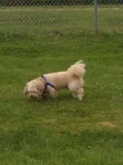 Dog Park - West Branch,