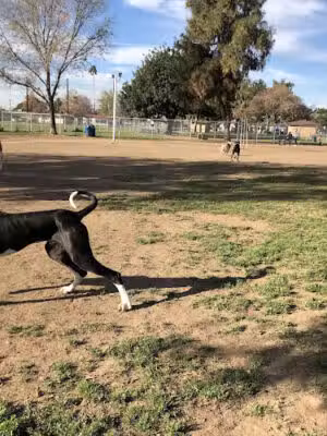 Central Bark Dog Park - West Covina, CA