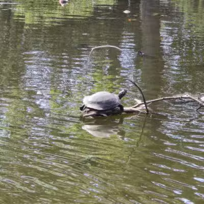 Halls Pond Park - West Hempstead, NY