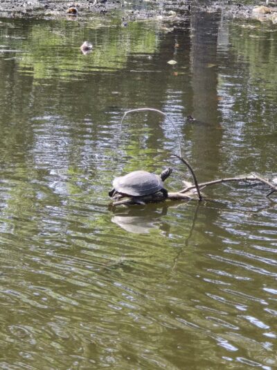 Halls Pond Park - West Hempstead, NY