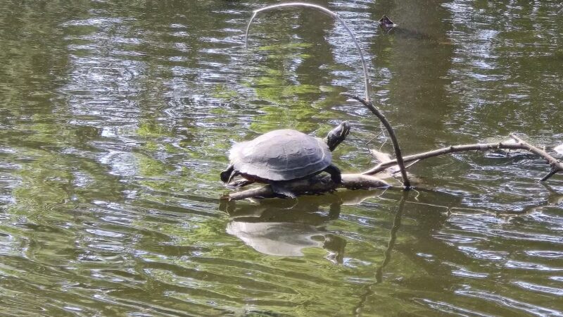 Halls Pond Park - West Hempstead, NY