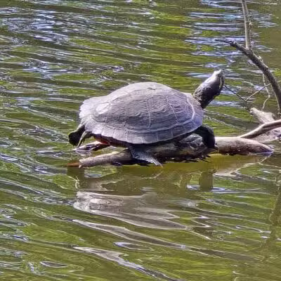 Halls Pond Park - West Hempstead, NY