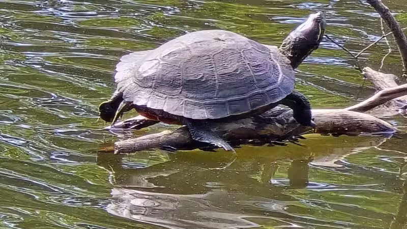 Halls Pond Park - West Hempstead, NY