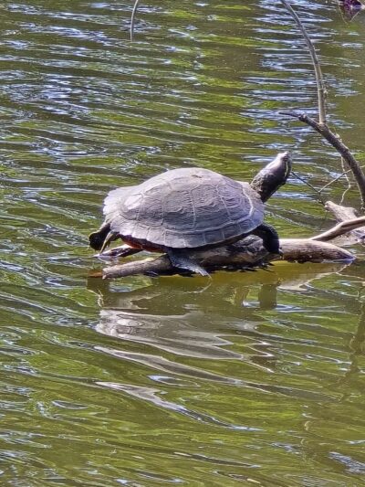 Halls Pond Park - West Hempstead, NY