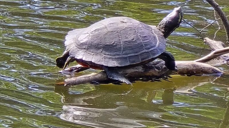 Halls Pond Park - West Hempstead, NY