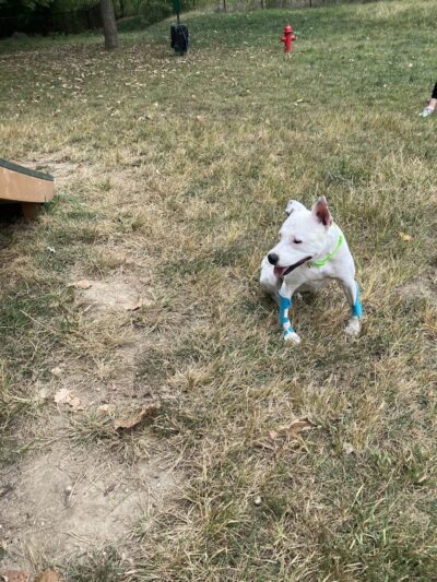 Happy Hollow Park Dog Park - West Lafayette, IN