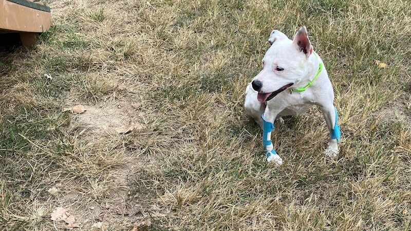 Happy Hollow Park Dog Park - West Lafayette, IN