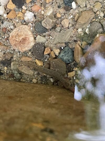 Happy Hollow Park Dog Park - West Lafayette, IN