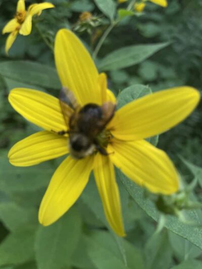 Happy Hollow Park Dog Park - West Lafayette, IN