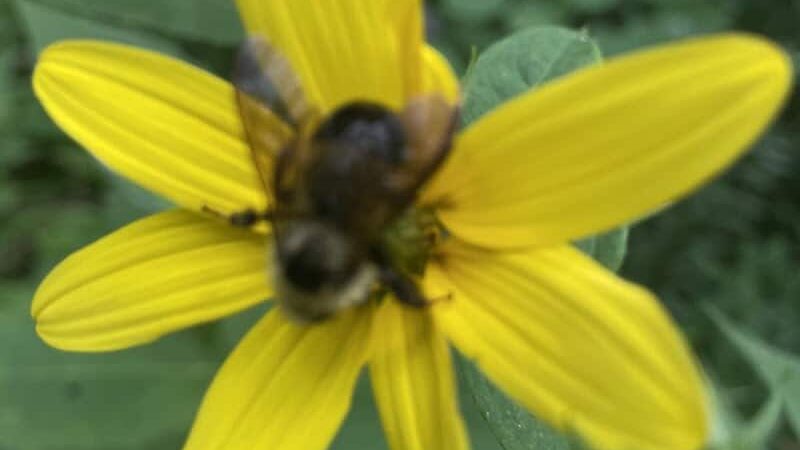 Happy Hollow Park Dog Park - West Lafayette, IN