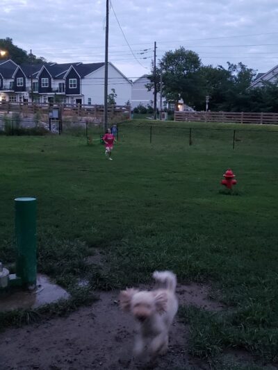 Happy Hollow Park Dog Park - West Lafayette, IN