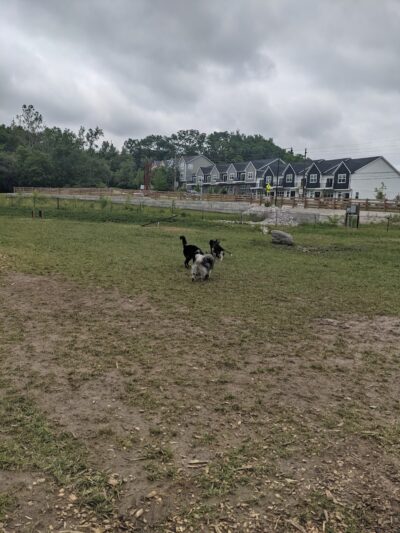 Happy Hollow Park Dog Park - West Lafayette, IN