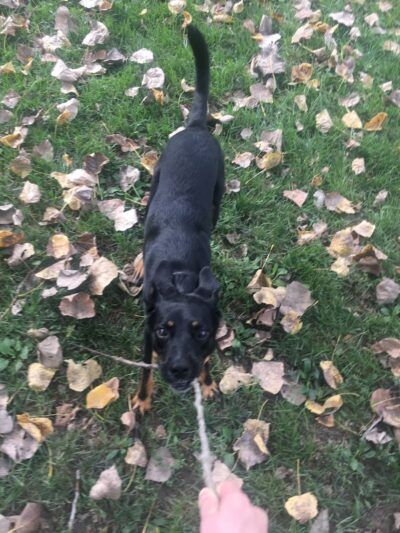 Happy Hollow Park Dog Park - West Lafayette, IN