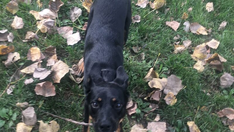 Happy Hollow Park Dog Park - West Lafayette, IN