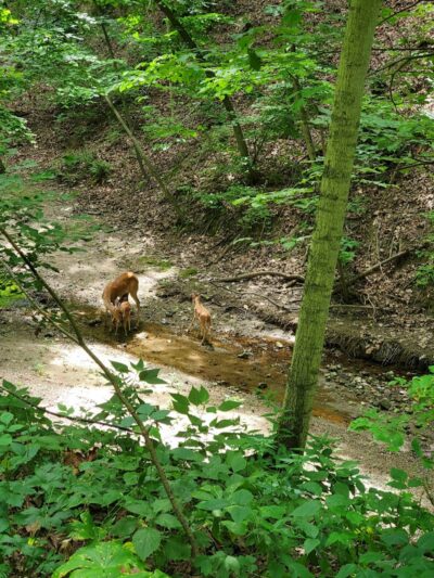 Happy Hollow Park Dog Park - West Lafayette, IN
