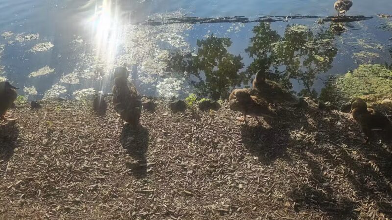 Essex County Park - West Orange, NJ