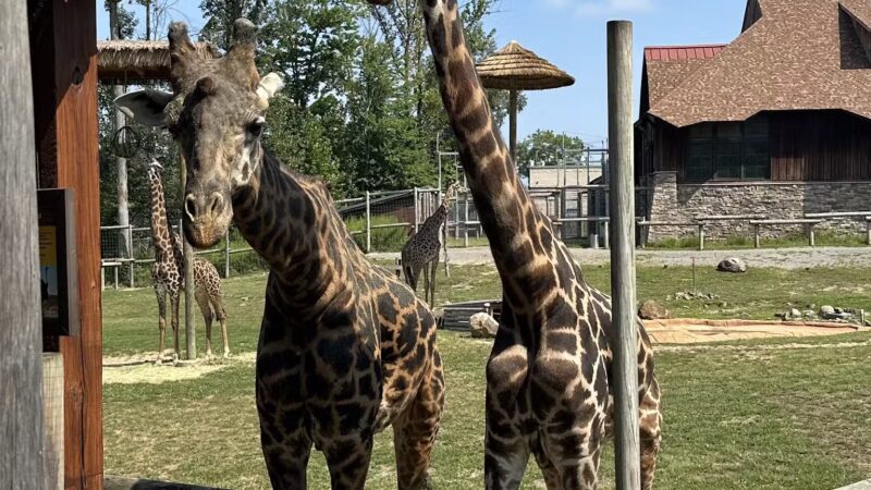 Essex County Turtle Back Zoo - West Orange, NJ