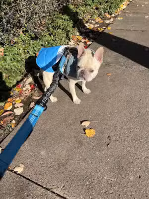Dogtopia of West Orange - West Orange, NJ