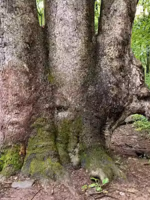 Hiking Trail - South Mountain Reservoir - West Orange, NJ