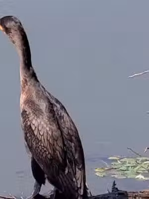 Orange Green Trail Access - West Orange, NJ