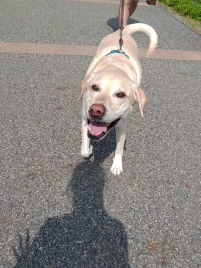 Orange Green Trail Access - West Orange, NJ