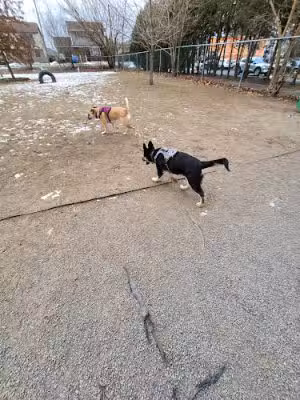 West Pittston Dog Park - West Pittston, PA