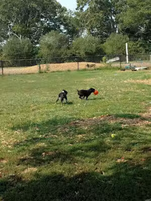 Cherry Avenue Dog Park - West Sayville, NY