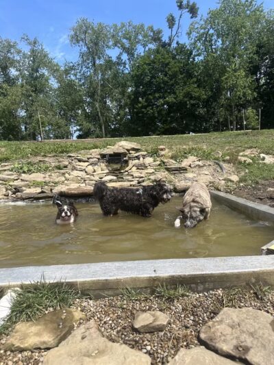 Bellevue Dog Woods - West View, PA