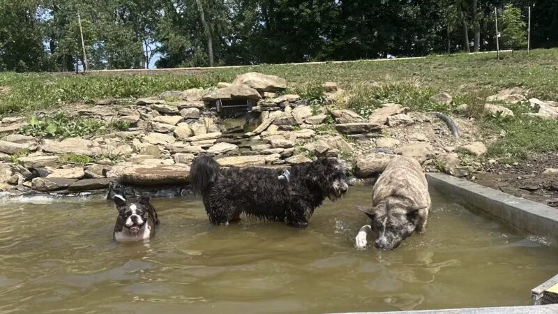 Bellevue Dog Woods - West View, PA