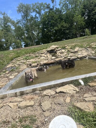 Bellevue Dog Woods - West View, PA