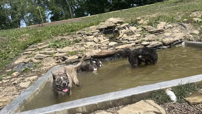 Bellevue Dog Woods - West View, PA
