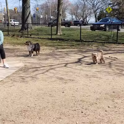 Eisenhower Dog Park - Westbury,