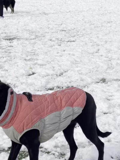 Eisenhower Dog Park - Westbury, NY