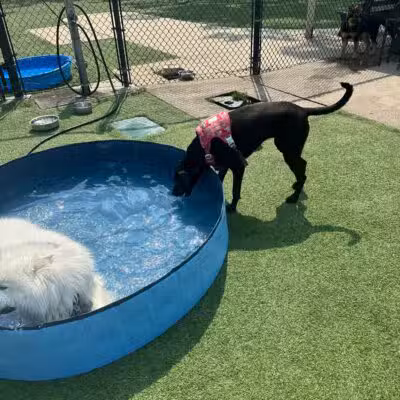 Eisenhower Dog Park - Westbury, NY