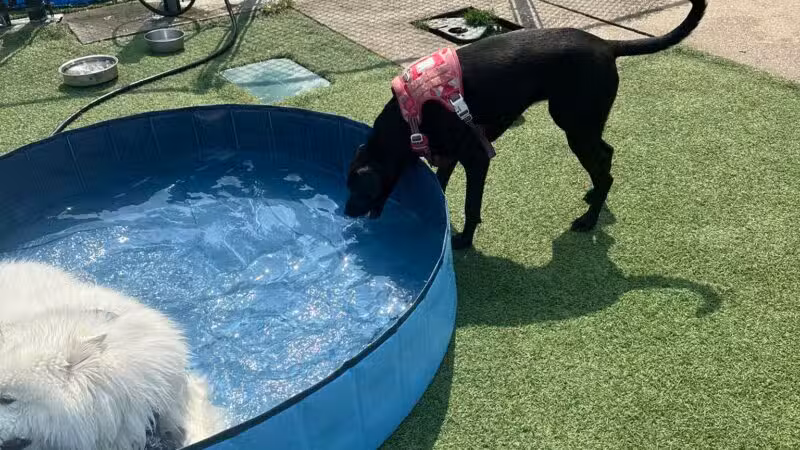 Eisenhower Dog Park - Westbury, NY