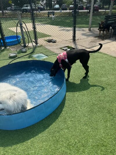 Eisenhower Dog Park - Westbury, NY