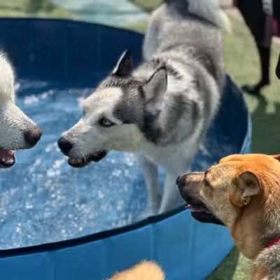 Eisenhower Dog Park - Westbury, NY