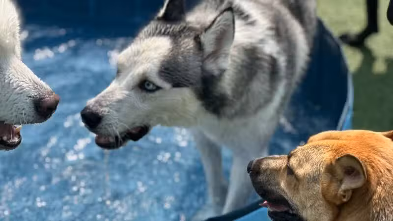 Eisenhower Dog Park - Westbury, NY
