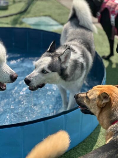 Eisenhower Dog Park - Westbury, NY