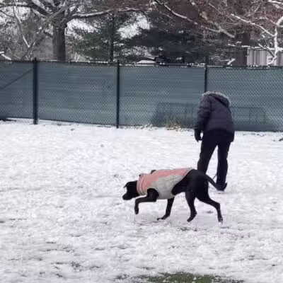 Eisenhower Dog Park - Westbury, NY