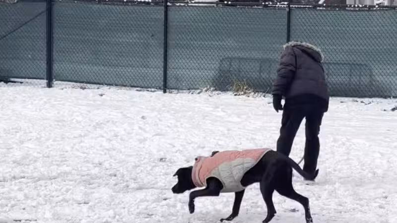 Eisenhower Dog Park - Westbury, NY