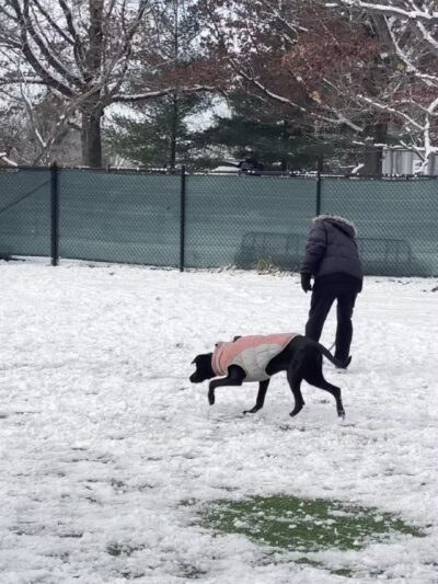 Eisenhower Dog Park - Westbury, NY