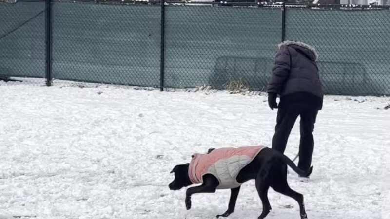 Eisenhower Dog Park - Westbury, NY