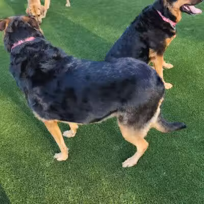 Eisenhower Dog Park - Westbury,